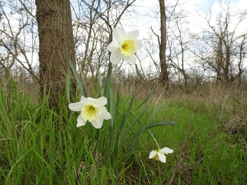 Parco del Ticino 21.3.15